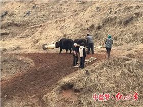 致力于岷縣農業發展的紅四方經銷商宋春輝