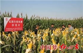 紅四方肥料推廣覆蓋17省