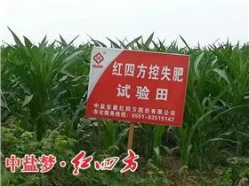 紅四方控失肥試驗田.