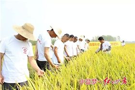 這塊示范田設(shè)置了2個(gè)處理：普通對(duì)照和紅四方緩釋肥