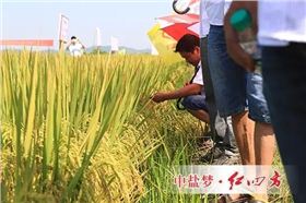 水稻施用緩釋肥田間示范