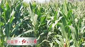 紅四方肥料用在玉米上