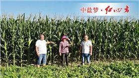 玉米豐收之景