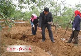 在垂直方向上吸收根具有成層分布的特點，蘋果、梨等仁果類果樹根系的集中分布層一般為20～80cm土層，桃、杏、李、櫻桃等核果類為20～40cm土層。