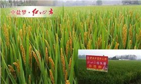 施用控失肥的水稻長勢