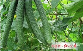 是一種提升光合作用產能營養物質和葉綠素、高級環保型植物增肥、增產、增色、葉片肥厚、干莖強壯的復合藥膜