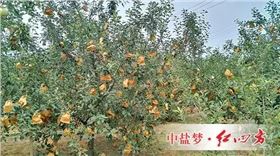 長枝紅富士精細管理