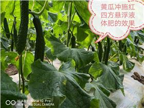 紅四方懸浮水溶肥在黃瓜上的效果