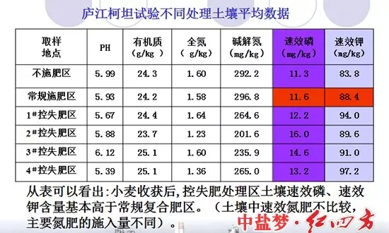 廬江柯坦實驗不同土壤處理對比圖，控失復合肥明顯高于普通肥料和不施肥區域