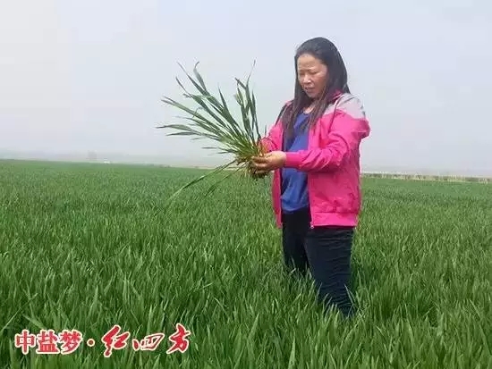 做紅四方復(fù)合肥業(yè)務(wù)經(jīng)理時(shí)，不忘農(nóng)技服務(wù)