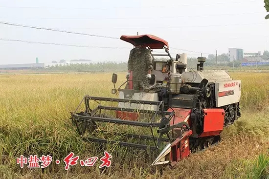 被縣土肥站選中作為紅四方緩釋肥的示范戶，你瞧，這片示范田5月份播種的，現在都成熟了