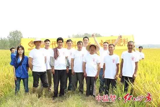 這片紅四方示范田只在前期施用底肥，后期沒有追肥，節省了大量的成本和投入