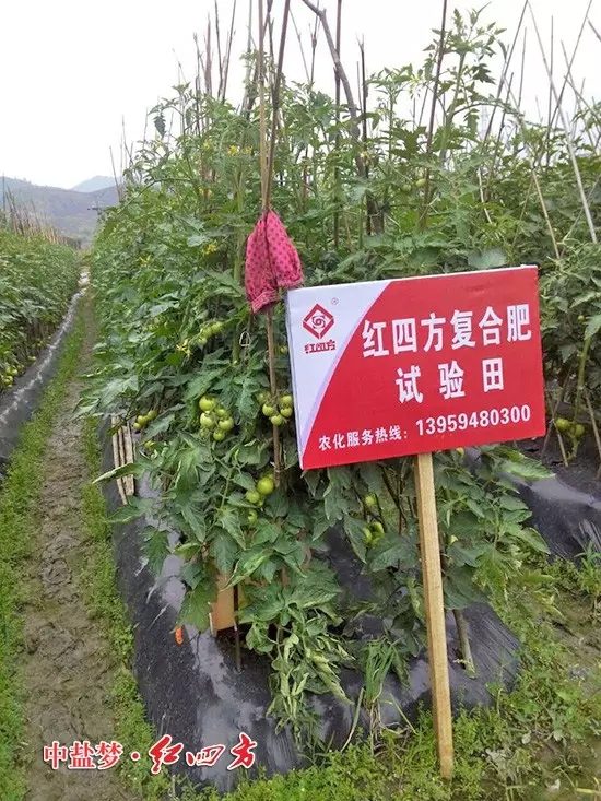 西紅柿掛滿(mǎn)枝，一派綠意盎然