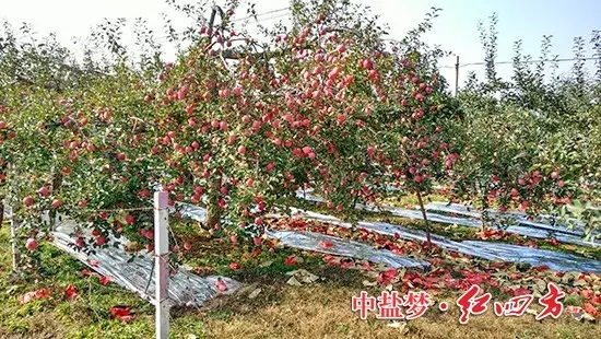 豐碩果實(shí)掛滿(mǎn)枝頭，壓彎了蘋(píng)果樹(shù)的腰，落了一地的紅