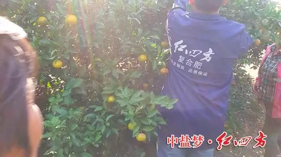 今年桔子大豐收，產(chǎn)量翻番，鄉(xiāng)親們都來(lái)嘗嘗
