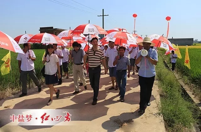 大戶(hù)實(shí)地觀摩紅四方緩釋肥水稻示范田