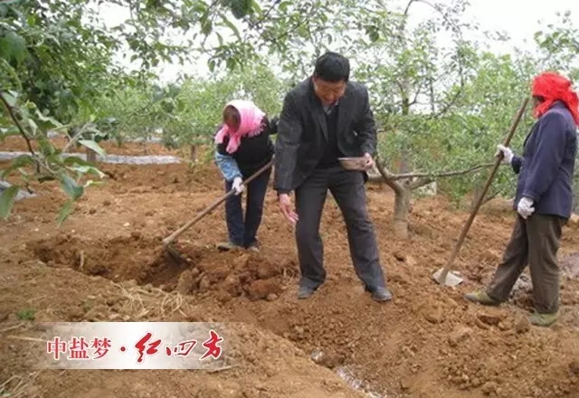 在垂直方向上吸收根具有成層分布的特點，蘋果、梨等仁果類果樹根系的集中分布層一般為20～80cm土層，桃、杏、李、櫻桃等核果類為20～40cm土層。