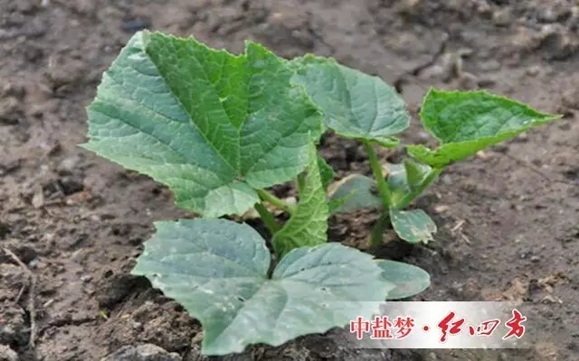 那冬天種大棚黃瓜應該咋施肥？