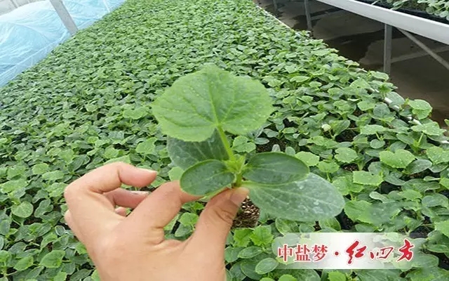 黃瓜根系淺，較為軟弱，施肥濃度過高會造成燒根。黃瓜施用化肥要少吃多餐，底肥畝施二銨25～30公斤，硫酸鉀23～27公斤。