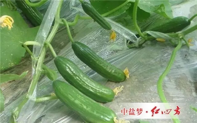 葉面肥的使用一般都是在結瓜盛期，前期養分較充足。而在結瓜后，生殖生長旺盛，需肥量較大，況且在此階段，氣溫較低，根系活動較差，吸收養分能力降低，為滿足正常結瓜需要，葉面噴施肥料能補充植株所需要的養分