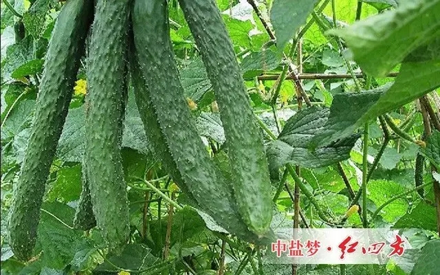 是一種提升光合作用產能營養物質和葉綠素、高級環保型植物增肥、增產、增色、葉片肥厚、干莖強壯的復合藥膜