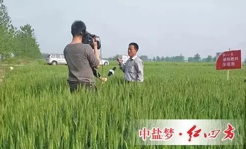 2015年4月30日，安徽三農記者走進安徽阜南的一塊紅四方緩釋肥小麥示范田。