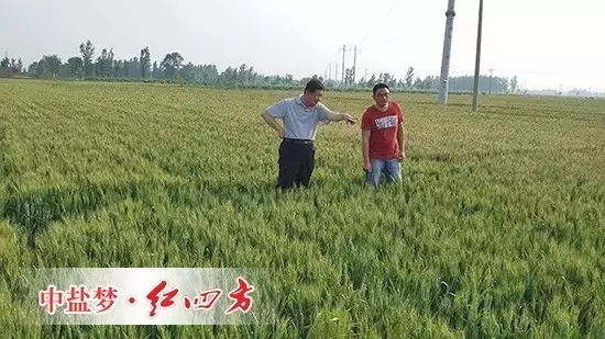 2015年8月28日，山東南皮縣聚豐種業，小麥使用了勁霸48%（20-20-8）小麥專用配方肥和紅四方45%（18-22-5）小麥肥后，籽粒更加飽滿，豐收在望，李老板喜不自勝。