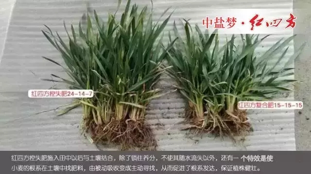 2016年3月7日，山東省青州市劉經理經銷紅四方肥料多年，通過試驗對比，他發現施用紅四方增效控失肥的小麥，從苗期開始，根系發達，植株長勢健壯，葉片濃綠；到穗期，秸稈壁厚粗壯，麥穗粗大籽粒飽滿，畝產量提高10-17%。