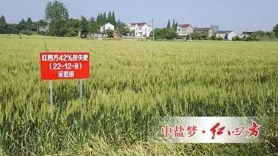 2016年5月11日，安徽蕪湖火龍崗鎮天葉農資公司和70多位種植大戶，共同見證紅四方控失肥長效高產的效果表現： 小麥根系發達濃密，麥穗結粒多，長勢茂盛，麥苗莖桿茁壯，籽粒飽滿，沒有死穗，禿尖。
