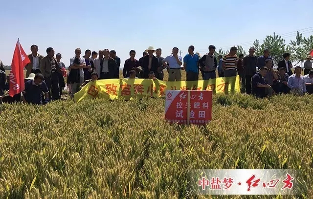 河南省南陽市唐河縣龍?zhí)舵?zhèn)百人小麥現(xiàn)場觀摩會(huì)