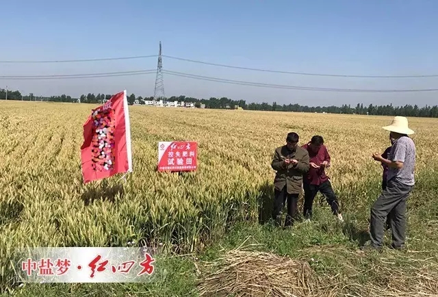 農(nóng)民細(xì)致觀察小麥長勢(shì)