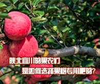 陜北宜川的果農(nóng)們是如何選擇果樹專用肥的？